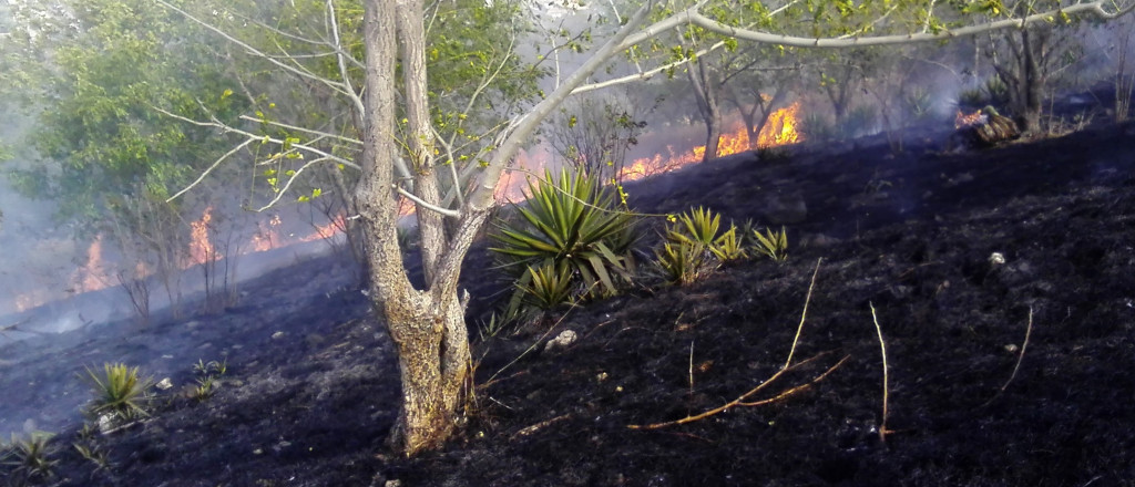Fires become more frequent when landscapes are dominated by invasive grasses